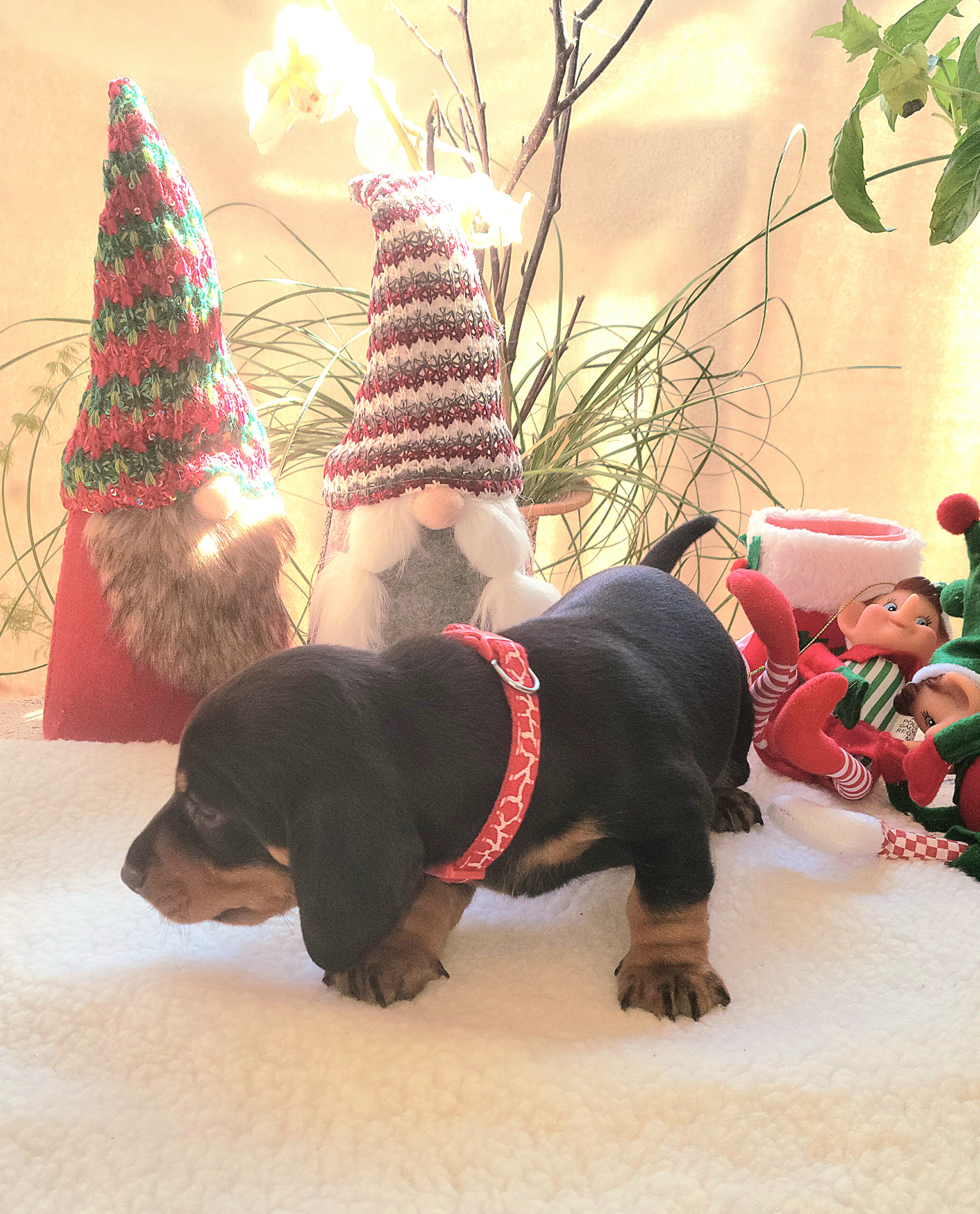 Dachshund Puppies from Evie's Mini Smooth Doxie Ranch