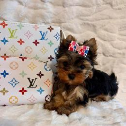 Tiny Star - Black and gold female Yorkshire Terrier puppy in Andrews, South Carolina from Sparkle of Glamour Yorkies