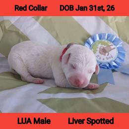 LUA LIVER SPOT BOY - White and liver brown male Dalmatian puppy in Perry, Michigan from Mid-Michigan Dalmatians