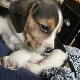 Beagles from Tammie Neville's Beagles