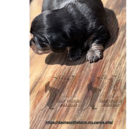 Dachshund Puppies from Dachs on the Farm