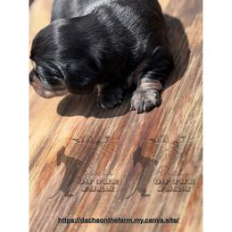 Dachshund Puppies from Dachs on the Farm