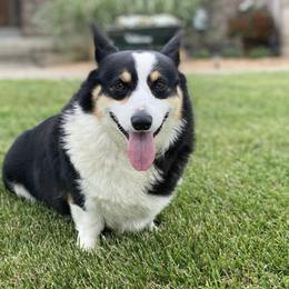 Pembroke Welsh Corgis from Maddie Corgis