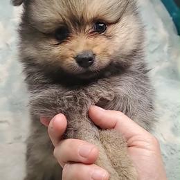 Girl 3 - Orange sable female Pomeranian puppy in Tulsa County, Oklahoma from CP Kennels