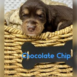 Chocolate Chip - Chocolate male Australian Labradoodle puppy in Sacramento, California from Delta Breeze Labradoodles
