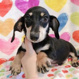 Dobby - Black and cream male Dachshund puppy in Hudson, Michigan from Mittentail Kennel Miniature Dachshunds