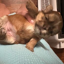 Girl 2 - Liver female Shih Tzu puppy in Tennessee from Cutshall Babies