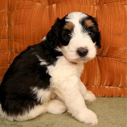 Logger  - sweetest boy - Tri-color male Bernedoodle puppy in Bowling Green, Ohio from Windy Creek Doodles
