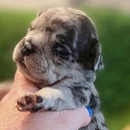 Wendy - Blue tri-color female Bulldog puppy in Seneca, South Carolina from Burrell’s Bulldog Kingdom