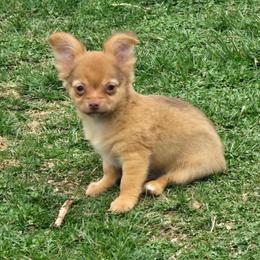 Louis - Chocolate brindled fawn male Chihuahua puppy in Amity, Pennsylvania from Baxters Chihuahuas