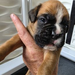 Fawn male - Fawn male Boxer puppy in Buffalo, Wyoming from Jtbuckingham Boxers
