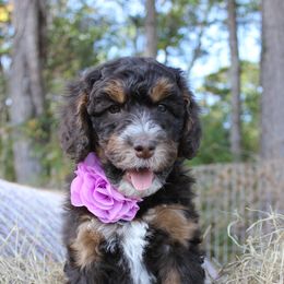 Aussiedoodle Puppies from Gore Doodle Ranch