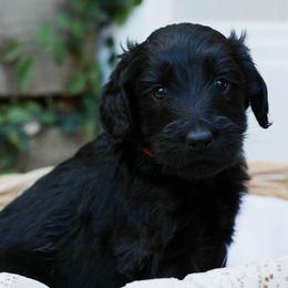 Vader - Black male Goldendoodle puppy in Yucaipa, California from Golden Padawan Puppies