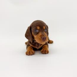 Mocha - Chocolate and tan female Dachshund puppy in Waddell, Arizona from Neu Doxies