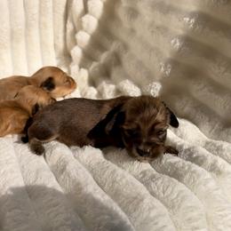 Blanca AKC Shaded Cream - Cream female Dachshund puppy in Magnolia, Texas from J&R Macias Dachshunds