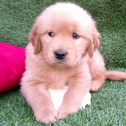 Coral - Golden female Golden Retriever puppy in Salem, Oregon from Oregon Rose Goldens