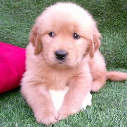 Coral - Golden female Golden Retriever puppy in Salem, Oregon from Oregon Rose Goldens