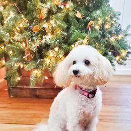 Prescious - Poodle