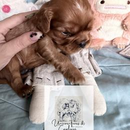 Cavalier King Charles Spaniel and Cavapoo Puppies from Unicorn Tears and Cavaliers