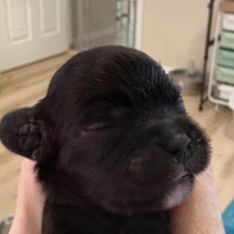 Boy 1 - Black and white male Cavalier King Charles Spaniel puppy in Melbourne, Florida from Majestic Cavaliers of Melbourne FL
