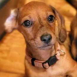 Kiwi- Small but Mighty - Red female Dachshund puppy in Mountain Grove, Missouri from Blueprint K9 Dachshunds- www.BlueprintK9.com