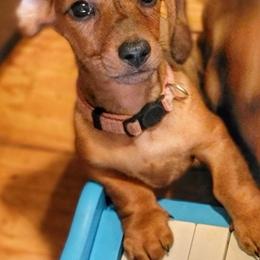 Kiwi- Small but Mighty - Red female Dachshund puppy in Mountain Grove, Missouri from Blueprint K9 Dachshunds- www.BlueprintK9.com