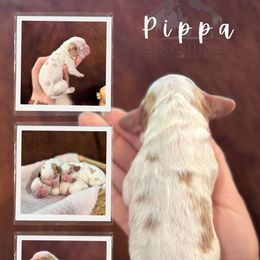 Pippa - Blenheim female Cavalier King Charles Spaniel puppy in Payette, Idaho from Stonewick Retrievers