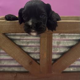 Ruby - Black white and tan female Cocker Spaniel puppy in Oklahoma City, Oklahoma from BRX Country Cockers LLC