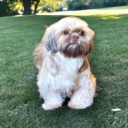 Mika - Shih Tzu