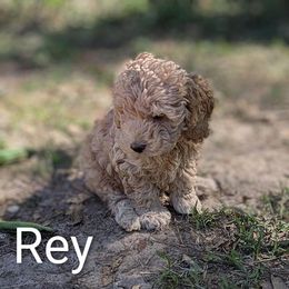 Rey - Buff male Cockapoo puppy in Sunset, Louisiana from Cano Cockapoos
