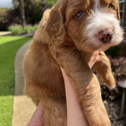 Bernedoodle Puppies from Palmetto Bernedoodles Boutique