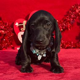 Bowie - Black male Dachshund puppy in Lincoln, Arkansas from Red Dirt Dachshunds