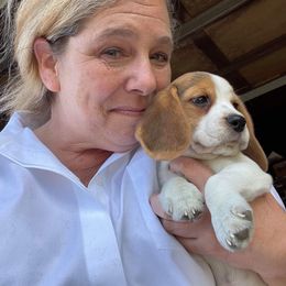 Beagle Puppies from Knockhill Beagles