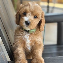 Macaroni - Red female Cavapoo puppy in Sacramento, California from Dandy Doodles Goldendoodles