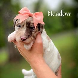 Meadow - Parti female Double Doodle puppy in Cleveland, Tennessee from Edgewater Doodles & Designer Pups