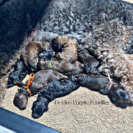 Boy 1 - Sable male Poodle puppy in Fort Calhoun, Nebraska from Devin’s Purple Poodles