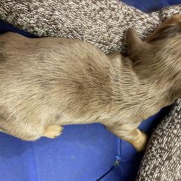 Alfred - Dapple Dachshund puppy in Windsor, New York from Sweeney’s Weenie Dogs