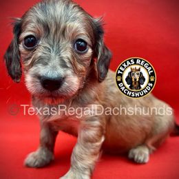 Nutmeg - Cream female Dachshund puppy in Houston, Texas from Texas Regal Dachshunds LLC
