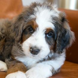 Marshmallow - female Australian Mountain Doodle puppy in Lafayette, Missouri from Brick House Farm Doodles