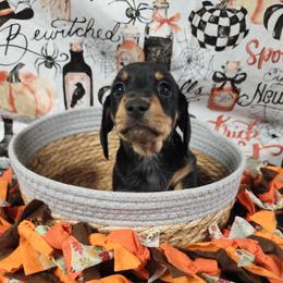 Boone - Black and tan male Dachshund puppy in Anaconda, Montana from Williams Family Dachshunds