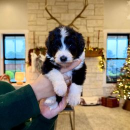 Karen - Black and white female Bernedoodle puppy in Yuba City, California from Ranch House Doodles