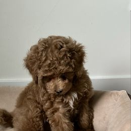 Mochi - Apricot male Poodle puppy in Arvada, Colorado from Nastya