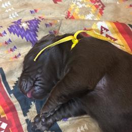 Cadbury (yellow collar) - Chocolate male Labrador Retriever puppy in Bandera, Texas from The Sugar & Spice Ranch Labrador Retrievers