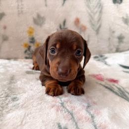 Mocha - Chocolate and tan female Dachshund puppy in Jacksonville, Florida from Florida Dippin’ Dachshunds & Aussiedoodles