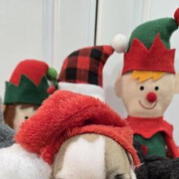 No name yet - White and fawn female French Bulldog puppy in Willow Spring, North Carolina from Alcide kennels