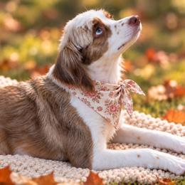 Karly - Aussiedoodle