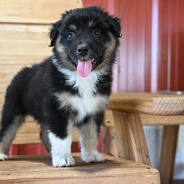 Lacey - Black tri-color female Australian Shepherd puppy in Wichita Falls, Texas from Spotted Mule Aussies