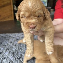 Slugger - Red Nova Scotia Duck Tolling Retriever puppy in Urbana, Ohio from Chimay Kennels