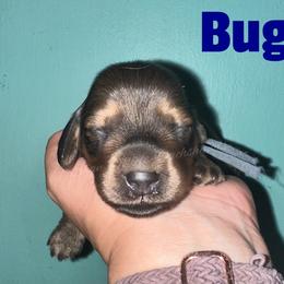 Bugs - Red male Dachshund puppy in Monitor, Washington from Shannon Dolly’s Dachshunds