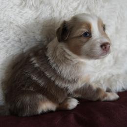 Miniature Australian Shepherd Puppies from Moss Hill Aussies